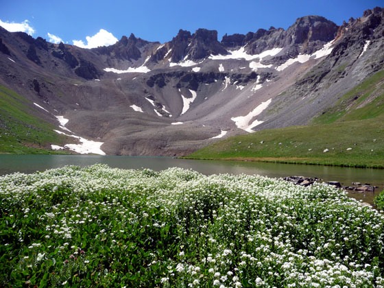 Flowers growing by Upper Blue Lakes 