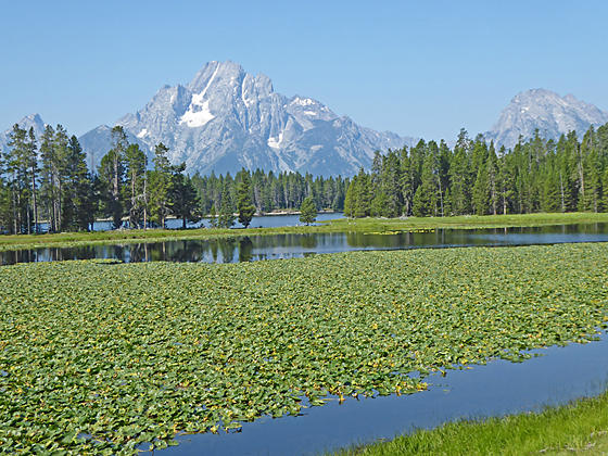 Heron Pond